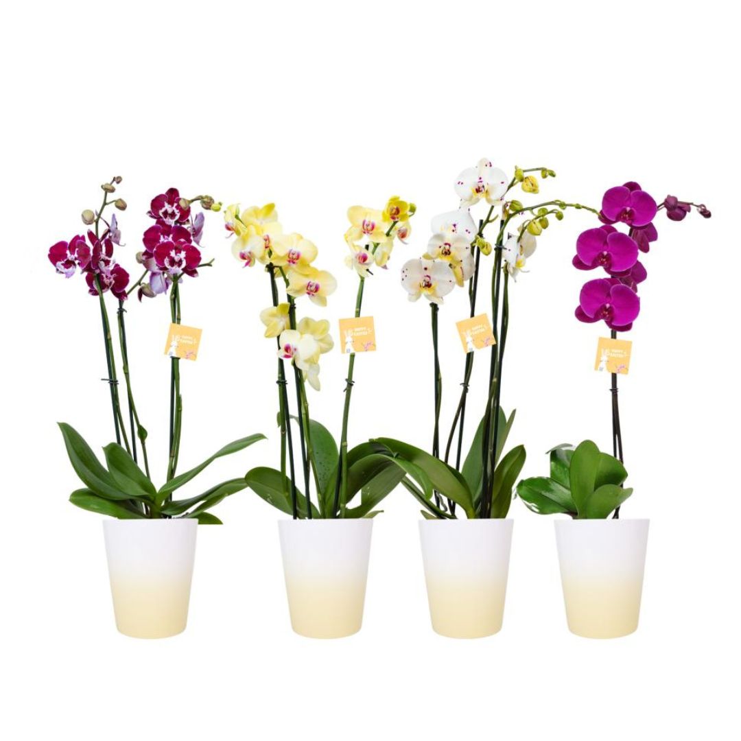 Orchid – Phalaenopsis – Assorted – 5″ Ceramic Pot